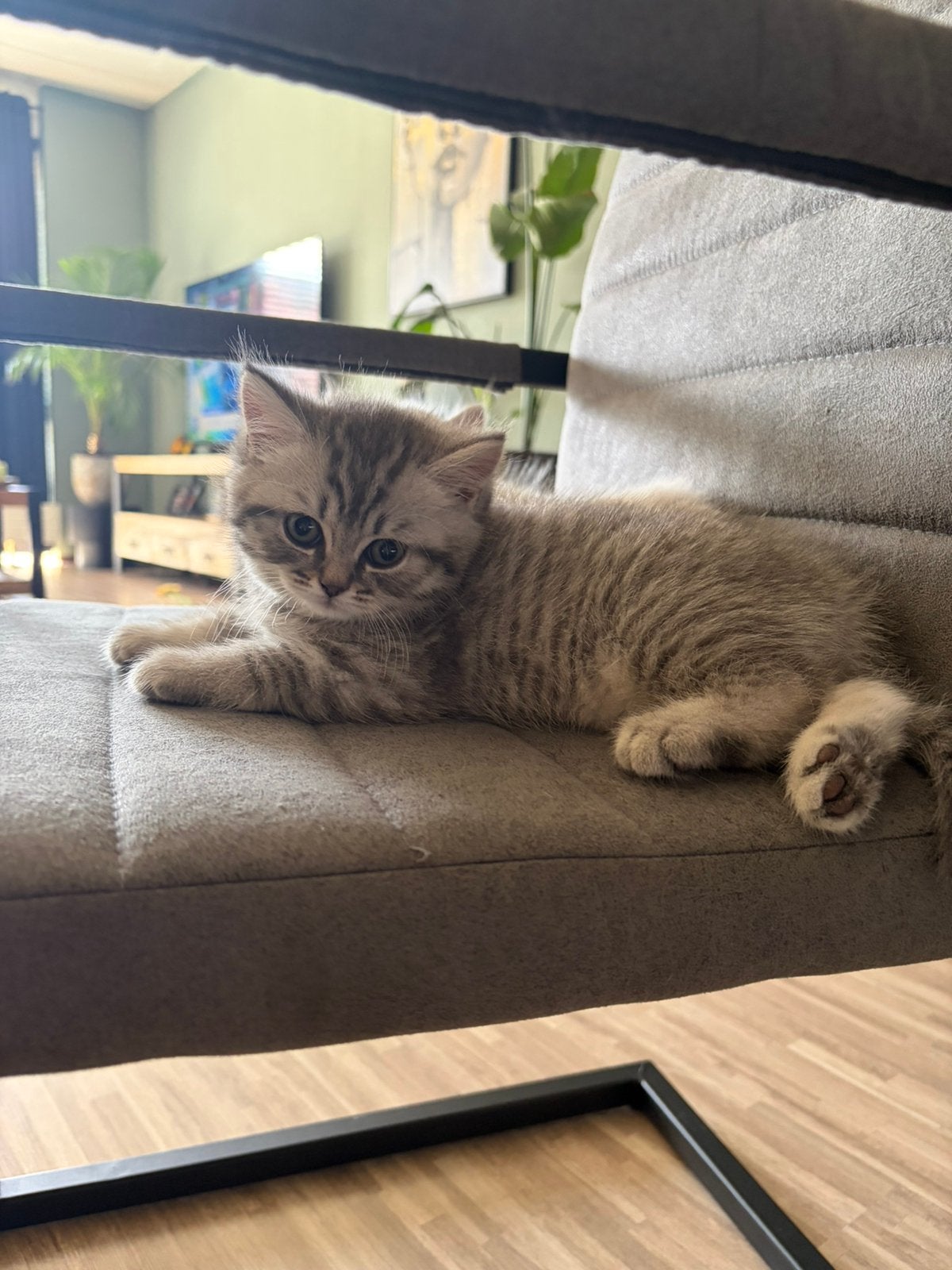 Prachtige britse korthaar kittens, mogen 10/06 verhuizen, Meerdere dieren, Ingeënt, 0 tot 2 jaar