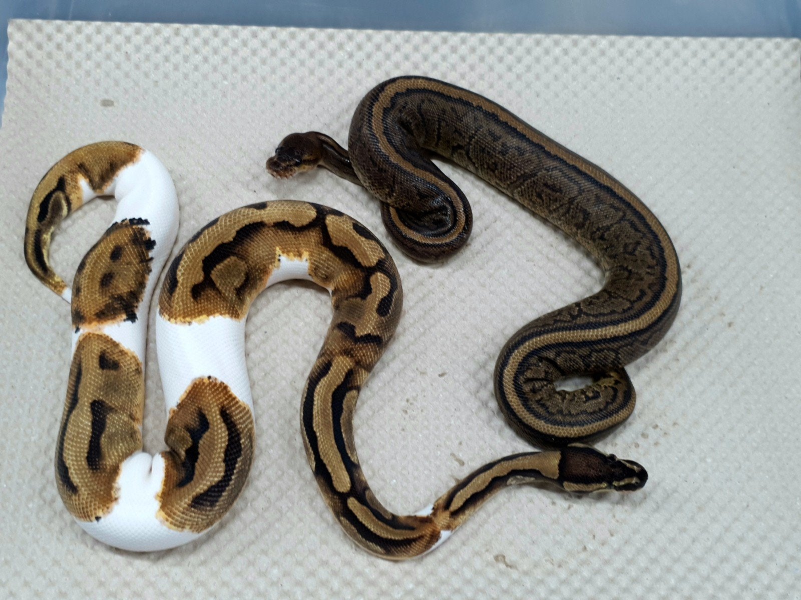 koningspython 2025 Ball Python photo 2