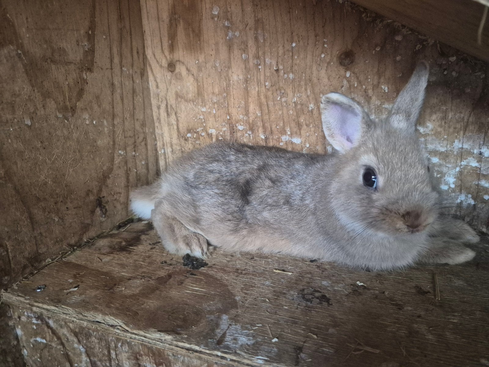 Rammelaar dwergkonijn/mannetjeskonijn, Vrouwelijk, Dwerg
