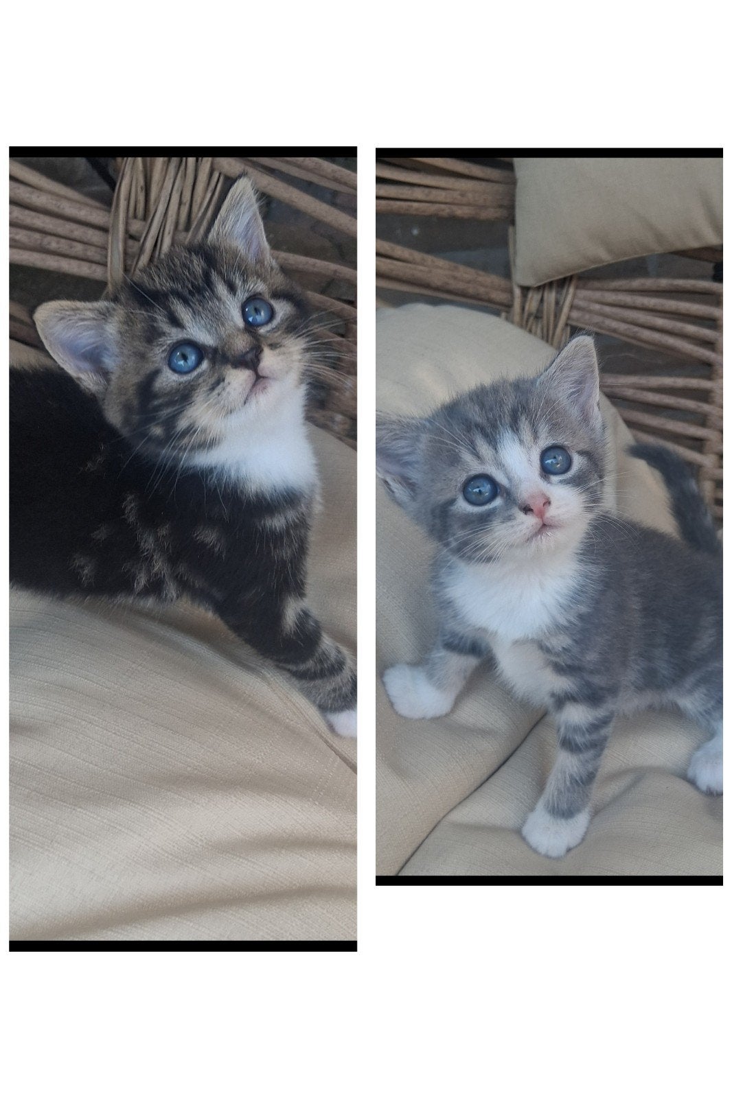 twee bijzondere kittens zoeken een gouden mandje, Dieren en Toebehoren, Katten en Kittens | Raskatten | Langhaar, Poes, 0 tot 2 jaar