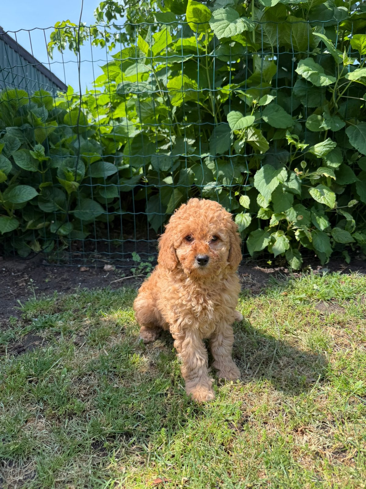 Mini Doodle (Labradoodle x Dwergpoedel) pup teefje, Poedel, Parvo, Nederland, 8 tot 15 weken