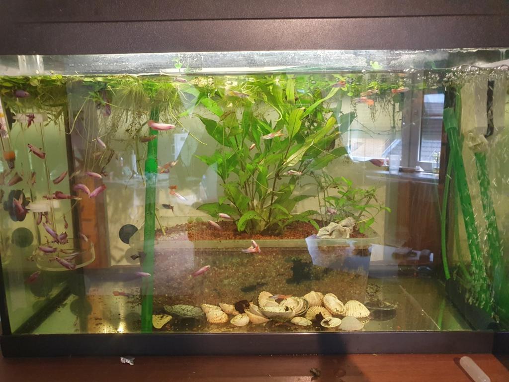 Betta Splenders .