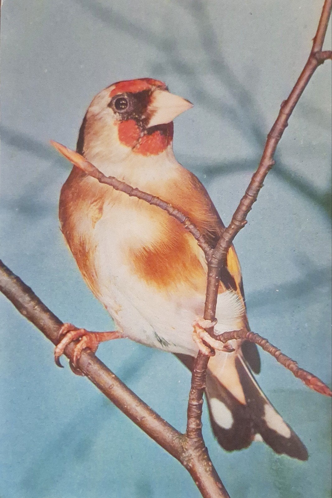 Dieren - Vogels - Putter, Ophalen of Verzenden, 1980 tot heden, Gelopen, Vogel