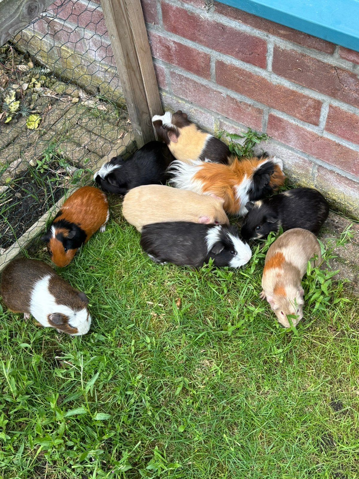 9 cavia beren zoeken goed huis, Dieren en Toebehoren, Knaagdieren, Januari, Mannelijk, Cavia