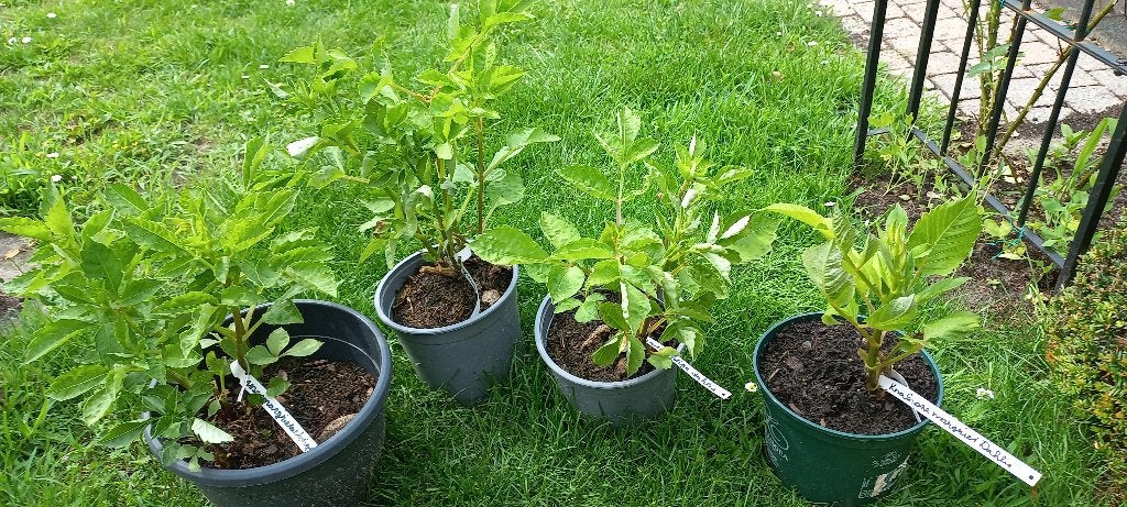 Knalroze Dahlia 3 euro per stuk, Tuin en Terras, Planten | Tuinplanten, Volle zon, Vaste plant, Zomer, Ophalen