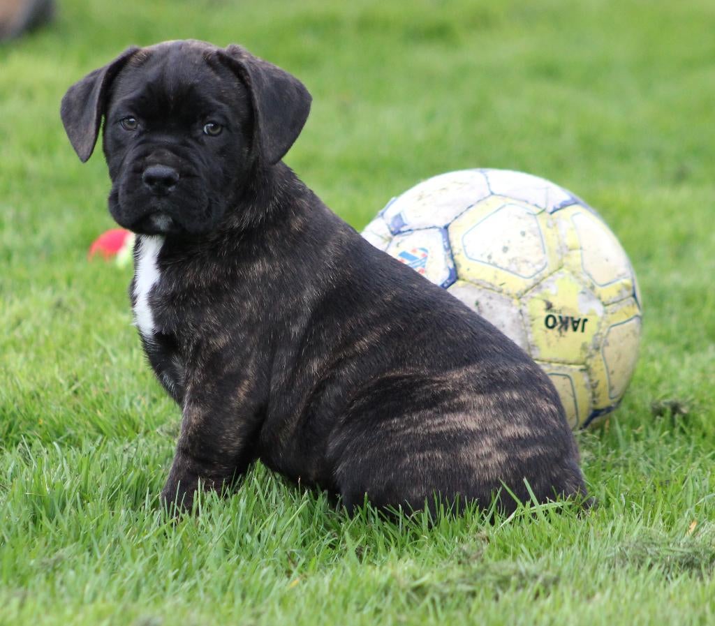 Cane corso pups!, Dieren en Toebehoren, Parvo, Overige rassen, 8 tot 15 weken, Meerdere