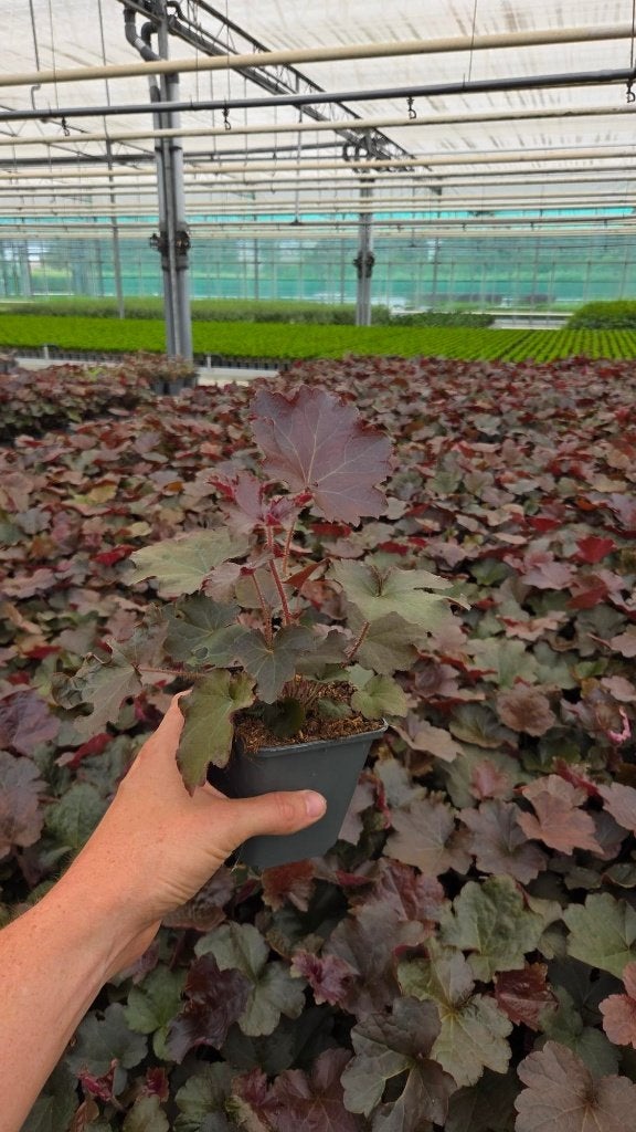 300x Heuchera micr Palace Purple - Purperklokje, Bodembedekkers, Volle zon, Vaste plant, Ophalen of Verzenden