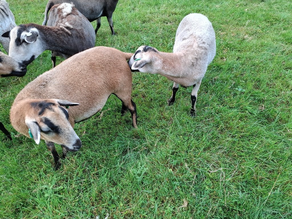 Maasduin ram, Mannelijk, Schaap, 0 tot 2 jaar