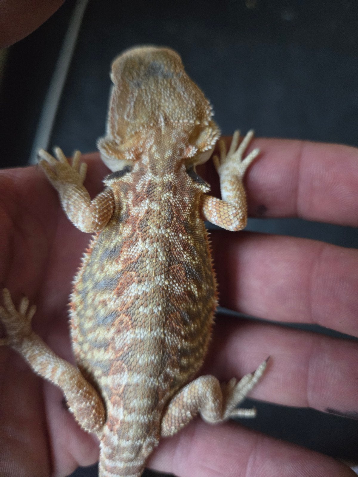 Baardagaam Pogona Vitticeps Red Orange Tiger Bearded Dragon photo 2