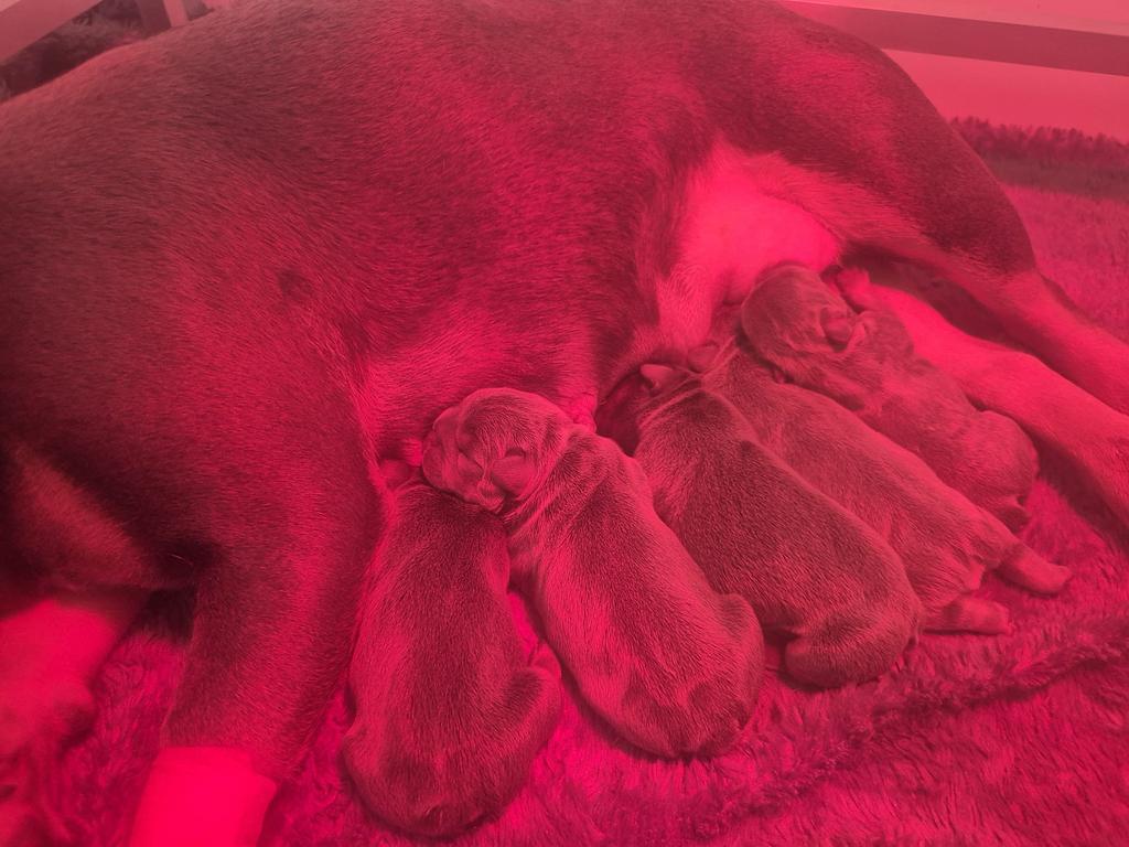 Franse buldog pups lilac tan met stamboom, Ophalen, Volle zon