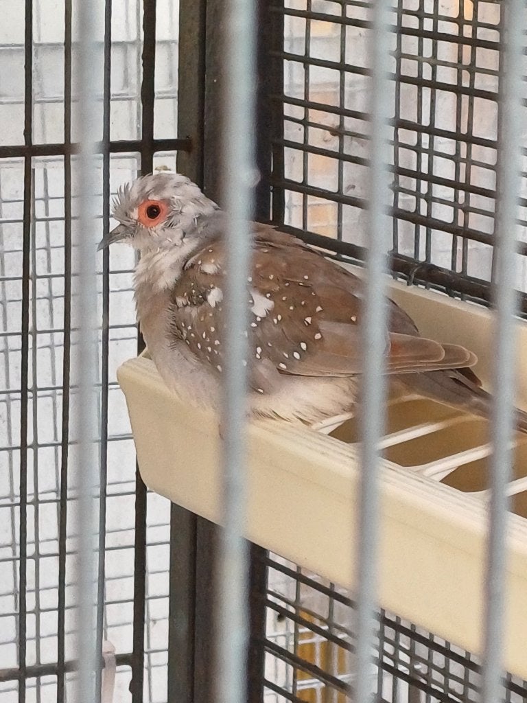 Bonte Diamantduif Doffer, Mannelijk, Tropenvogel