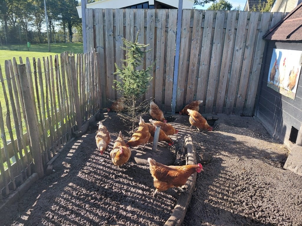 Bruine leghennen, Vrouwelijk, Kip