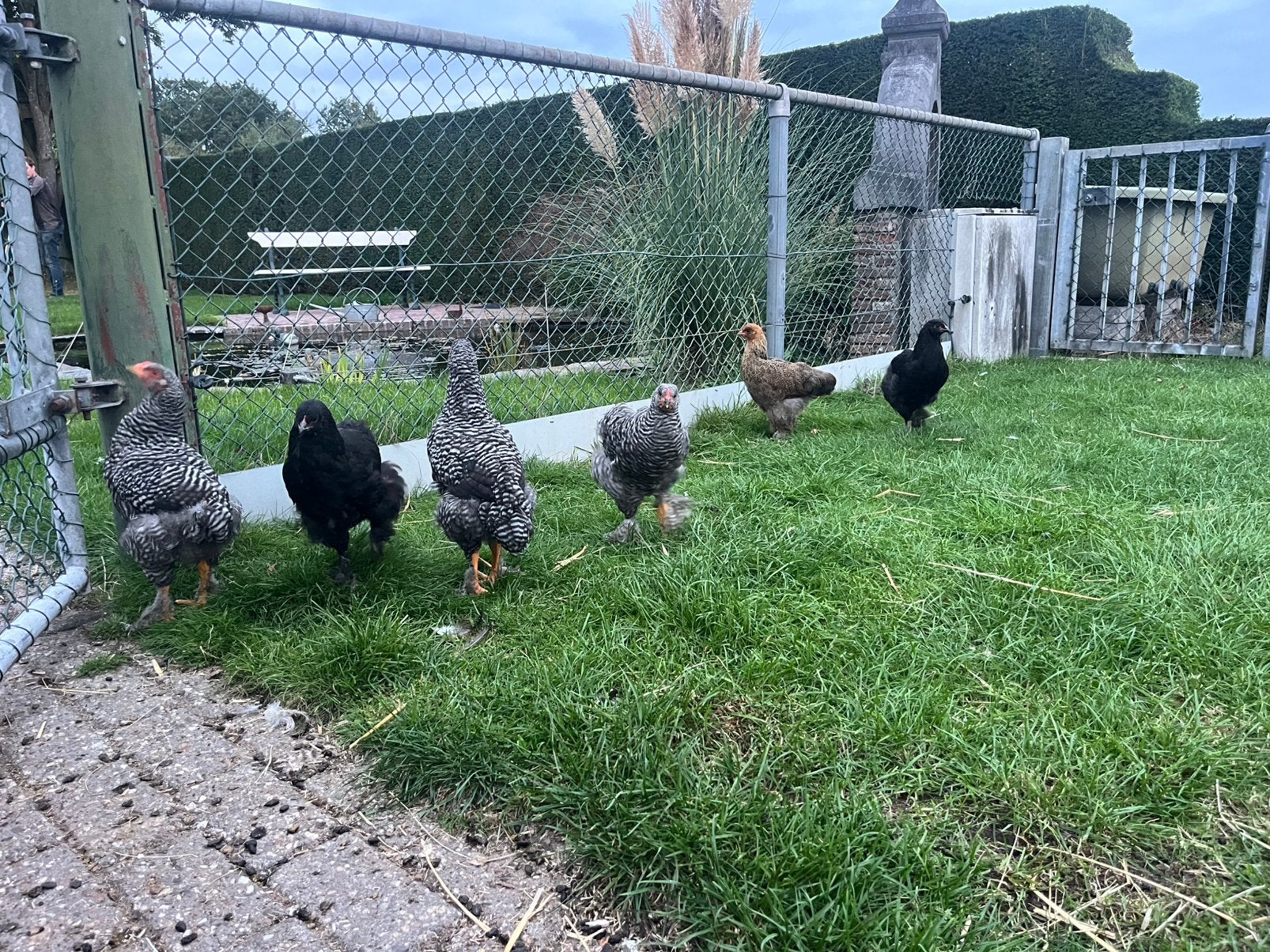 Tamme brahma x amrock kuikens, Dieren en Toebehoren, Meerdere dieren, Kip