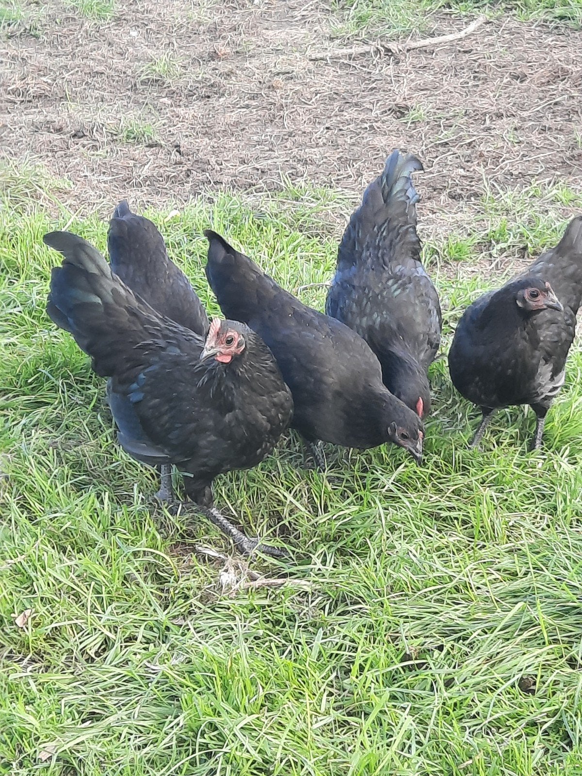 Australorp krielkippen, Dieren en Toebehoren, Meerdere dieren, Kip
