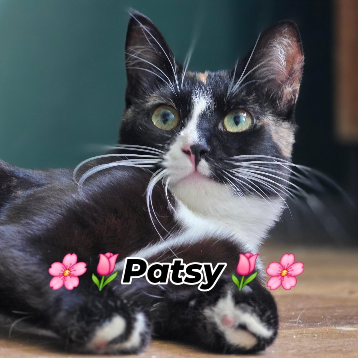 Poes Patsy zoekt een baasje, Dieren en Toebehoren, Katten en Kittens | Overige Katten, Poes, Kortharig, 0 tot 2 jaar