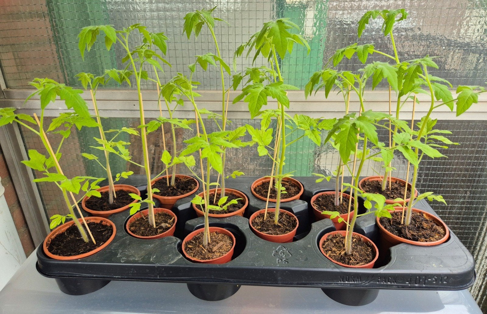 9st. BIO cherrytomaten plantjes stekjes Moestuin afgehard, Ophalen, Eenjarig, Groenteplanten, Volle zon
