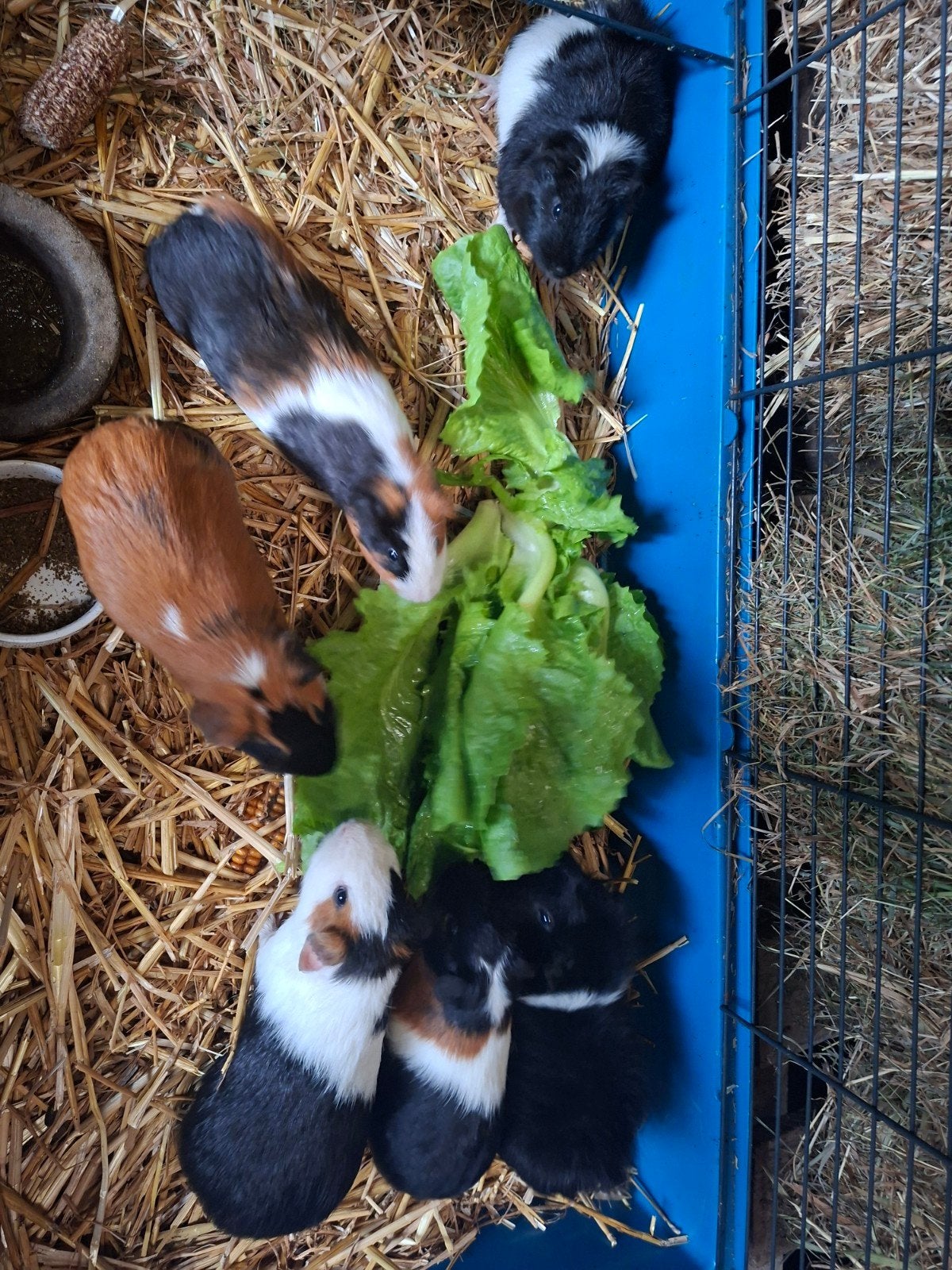 Jonge cavia beertjes driekleuren, Dieren en Toebehoren, Mei, Mannelijk, Cavia