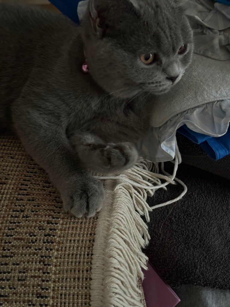 Britse korthaar raszuiver poes vijf maanden oud, Dieren en Toebehoren, Katten en Kittens | Raskatten | Korthaar, Poes, Gechipt