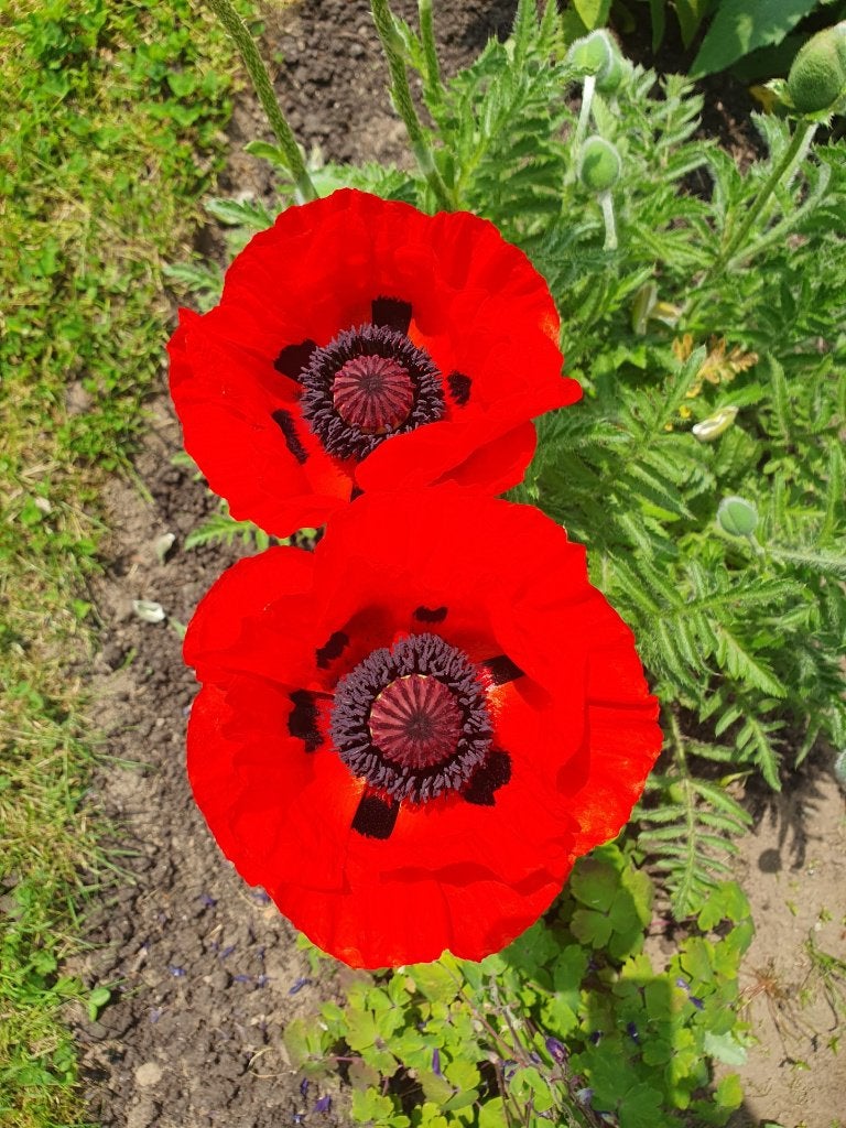 Bio zaden Reuzenklaproos - Papaver orientale, Tuin en Terras, Bloembollen en Zaden, Zaad, Voorjaar, Volle zon, Verzenden