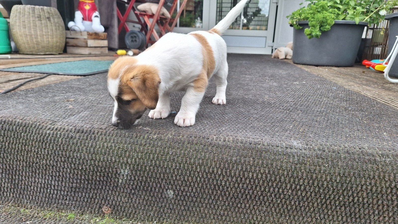 Jack russel pup Reu (M) gladharig is nu 9wkn, Dieren en Toebehoren, Honden | Jack Russells en Terriërs, Jack Russell Terriër, 8 tot 15 weken