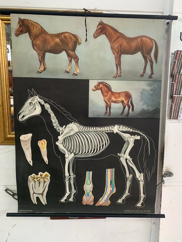 Schoolplaat met paarden vintage oude Schoolplaat, Ophalen of Verzenden