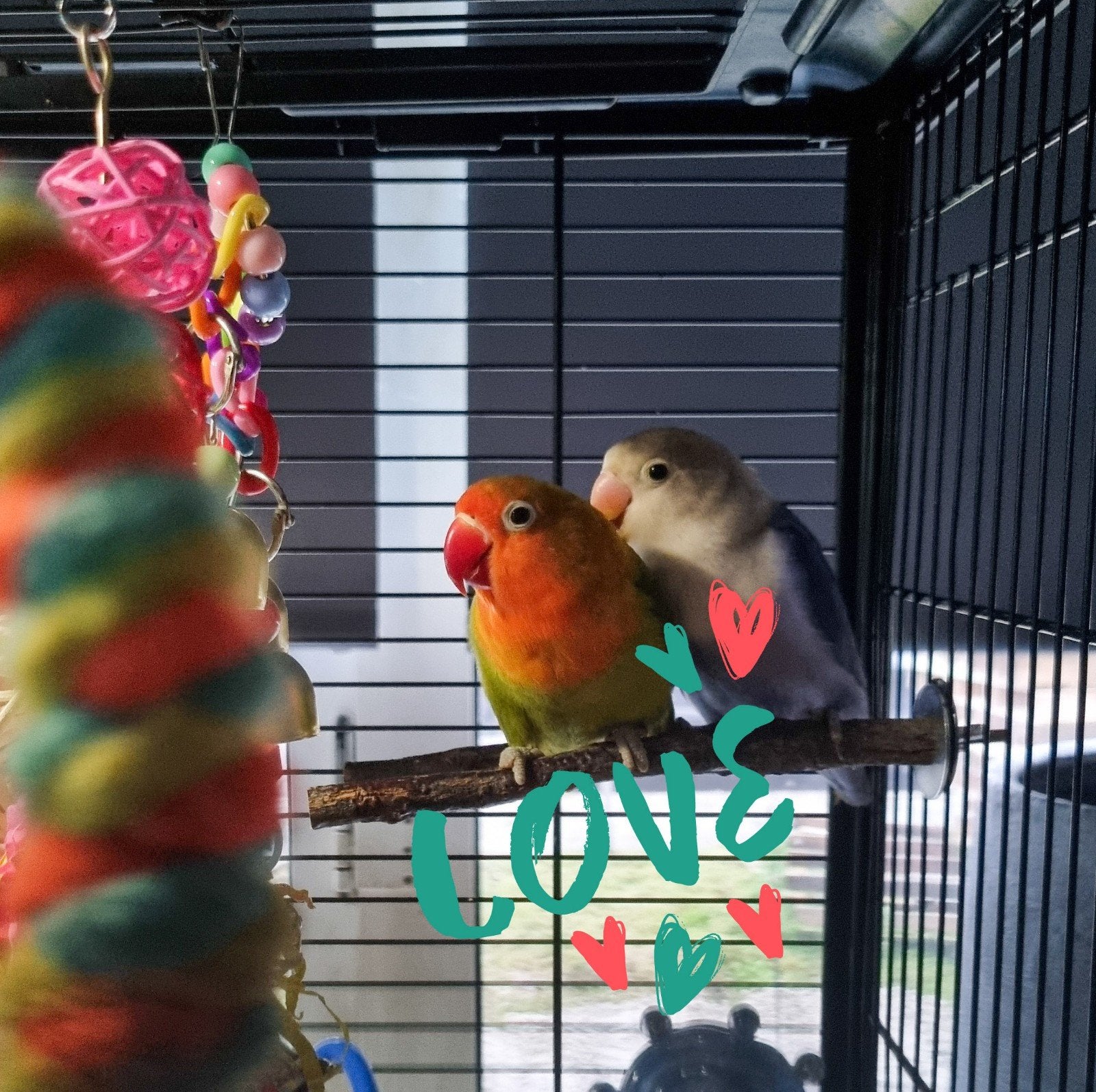 agapornis, Dieren en Toebehoren, Geslacht onbekend