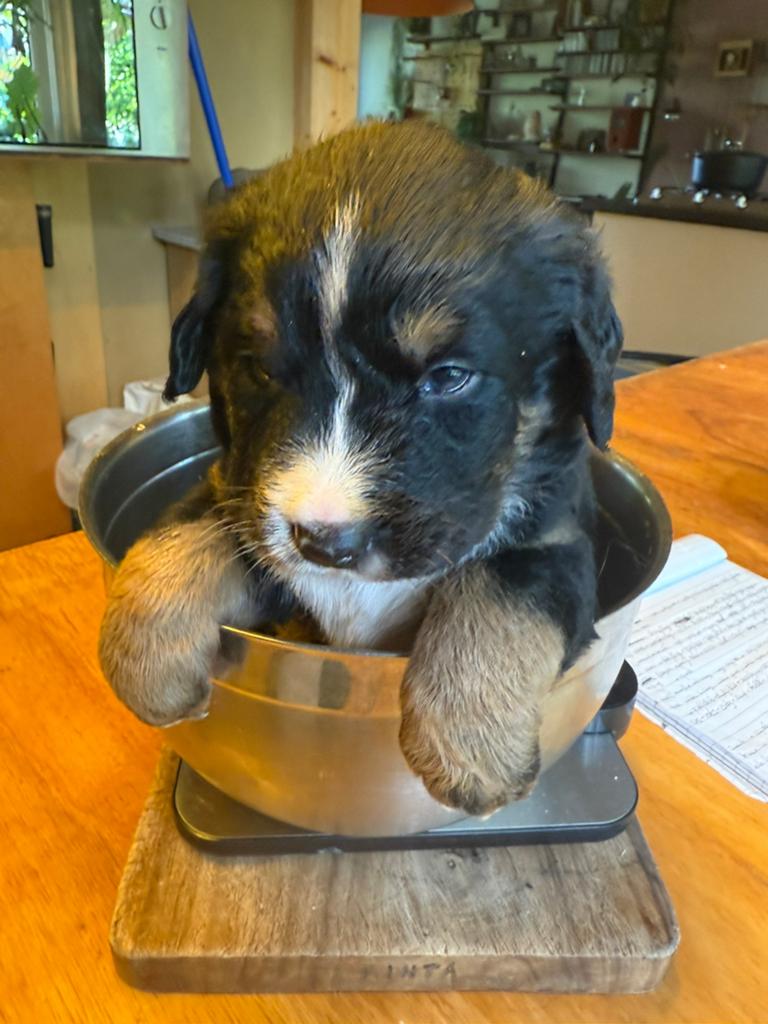 Berner sennen kruizing pups. Mogen 18 juni naar nieuw baasje, Standaard, Langhaar, Meerdere, Meerdere dieren