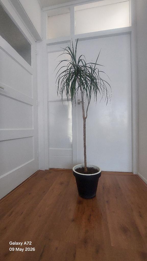 kamer plant, Ophalen, Overige soorten, Halfschaduw, In pot