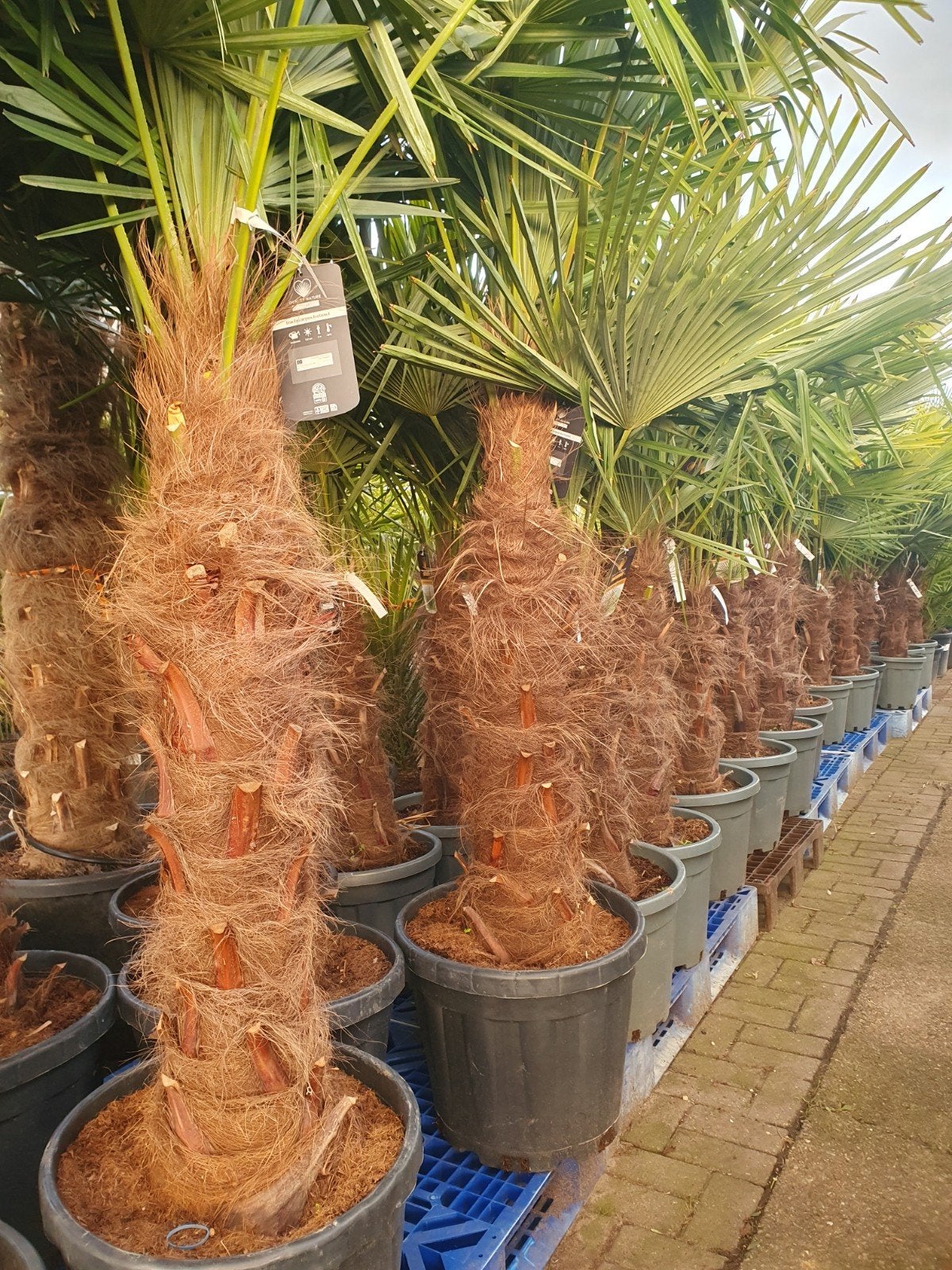 palmboom/ palmbomen, Tuin en Terras, 100 tot 250 cm, Zomer, Palmboom, Ophalen