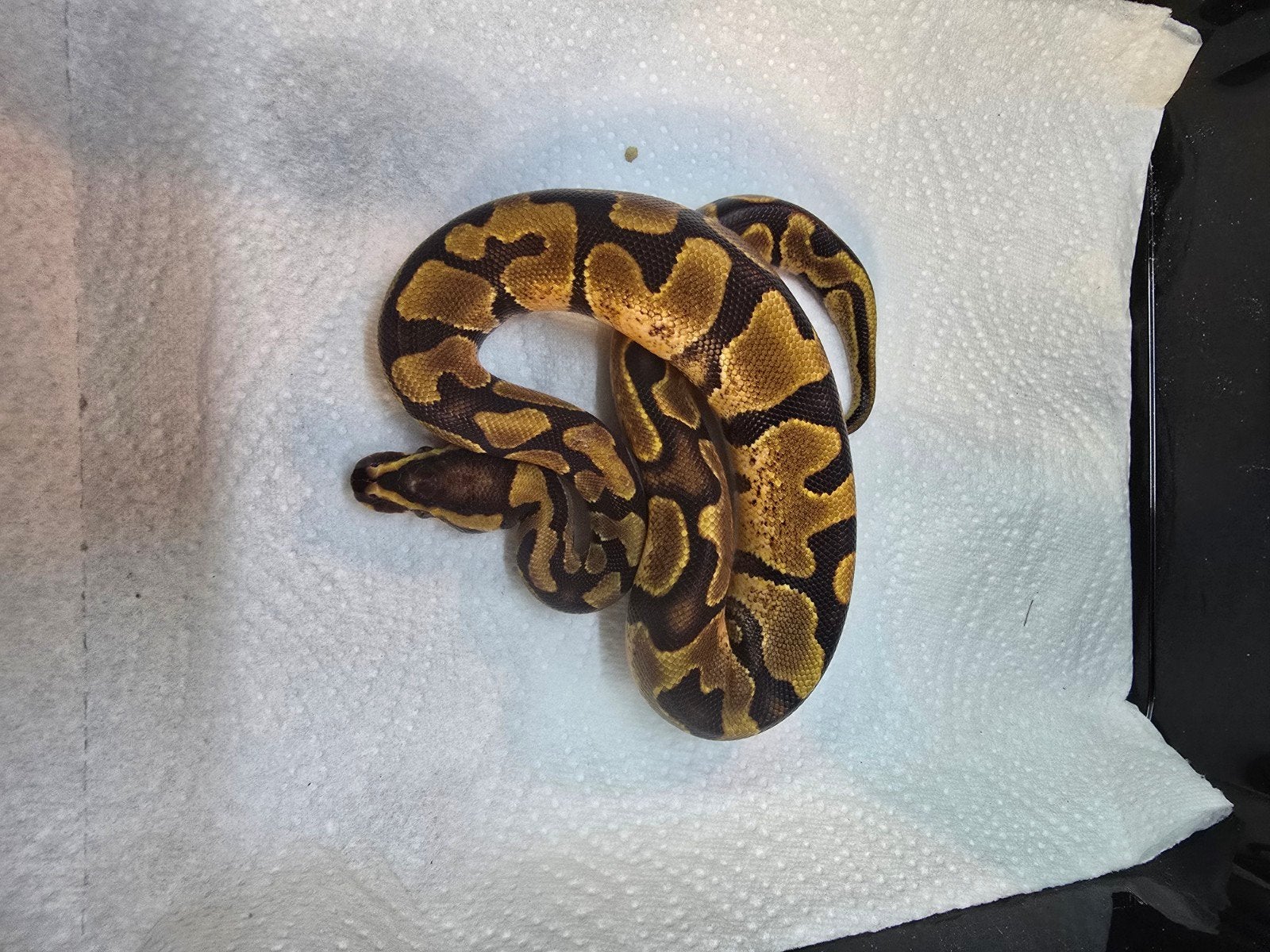 vele koningspythons in diversen kleuren nk 2026 Ball Python photo 10