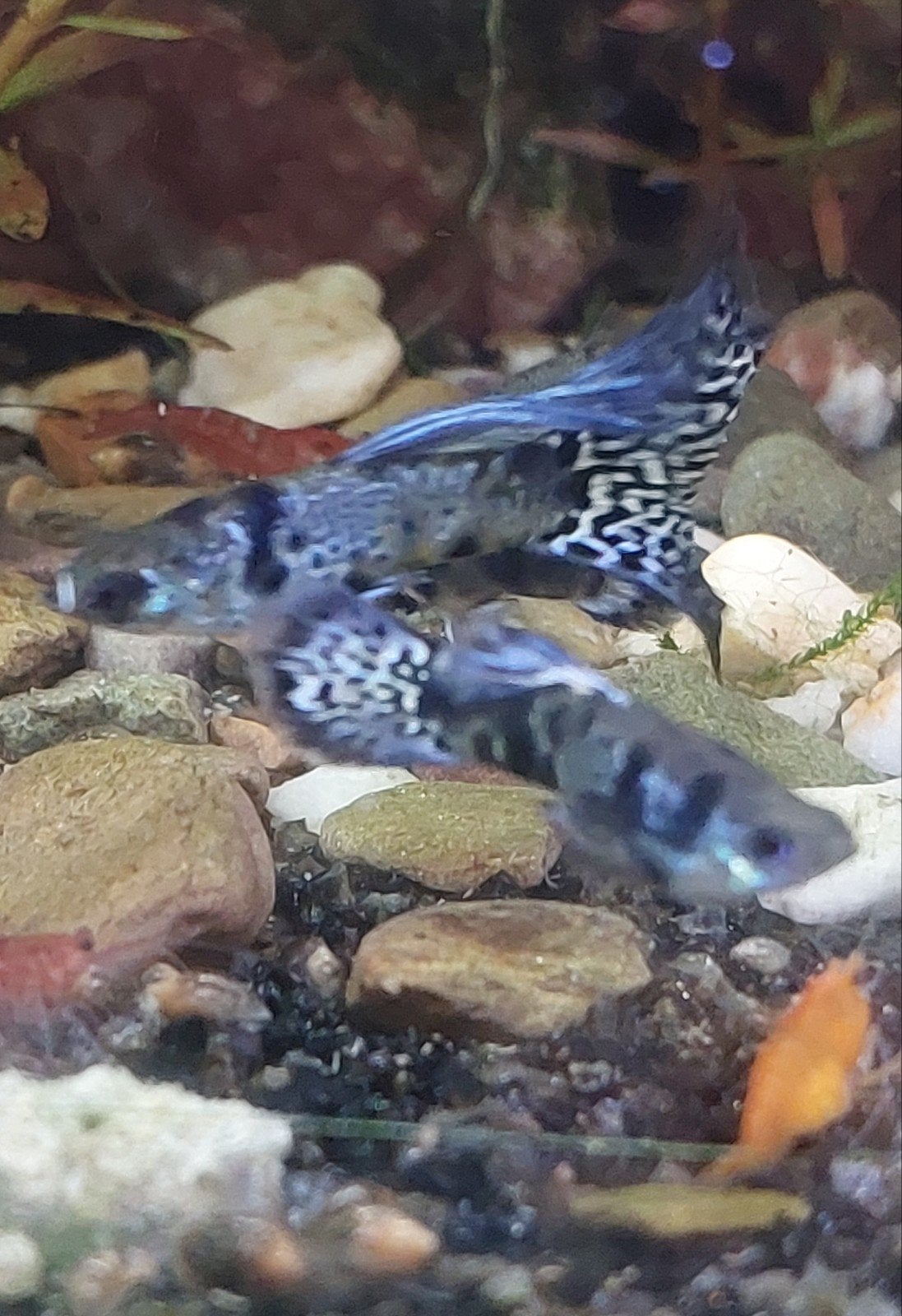 Blue tiger guppen., Vis