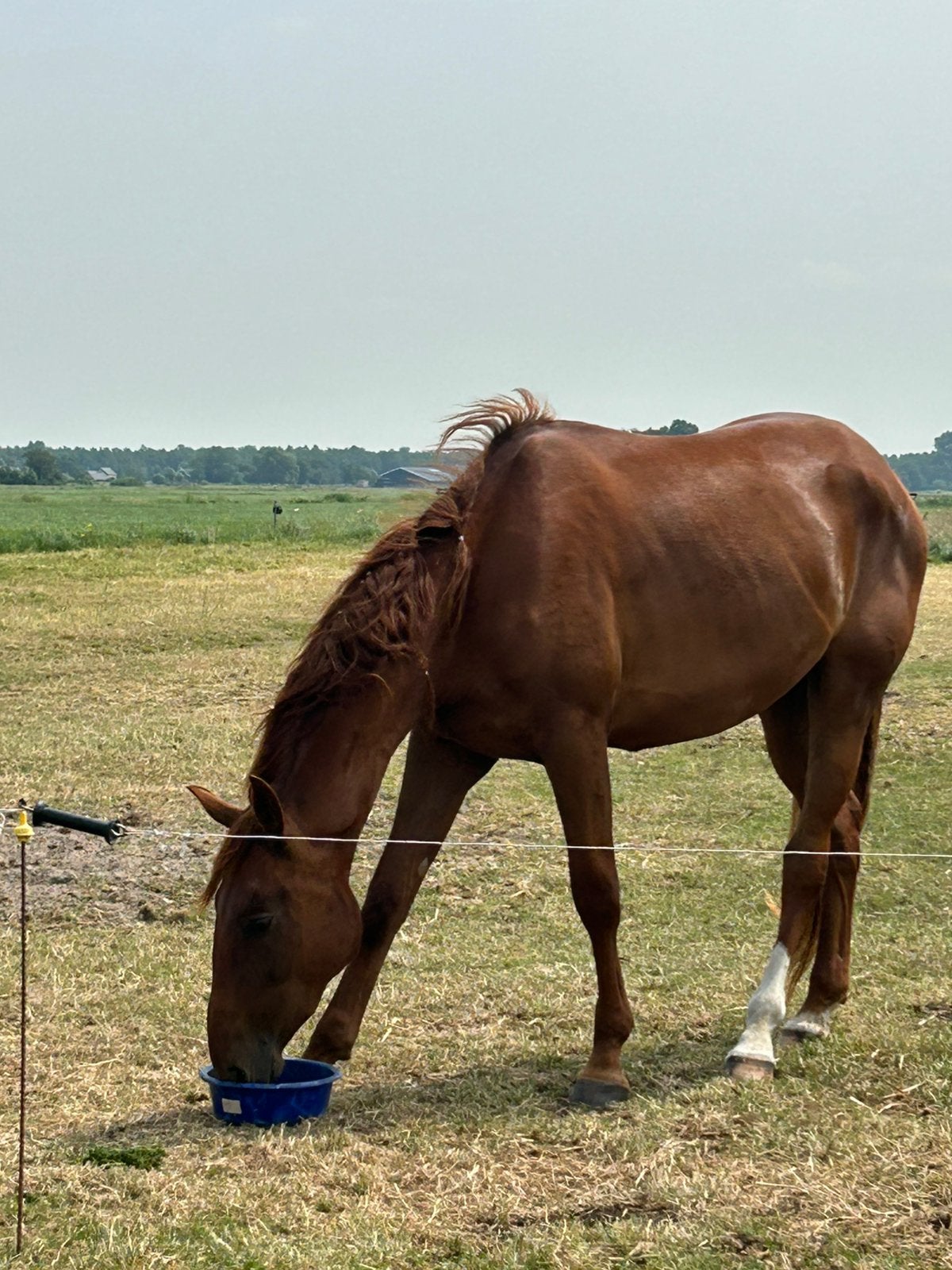Verzorger gezocht, Oudekerk ad IJssel, Dieren en Toebehoren, Ophalen, Nieuw