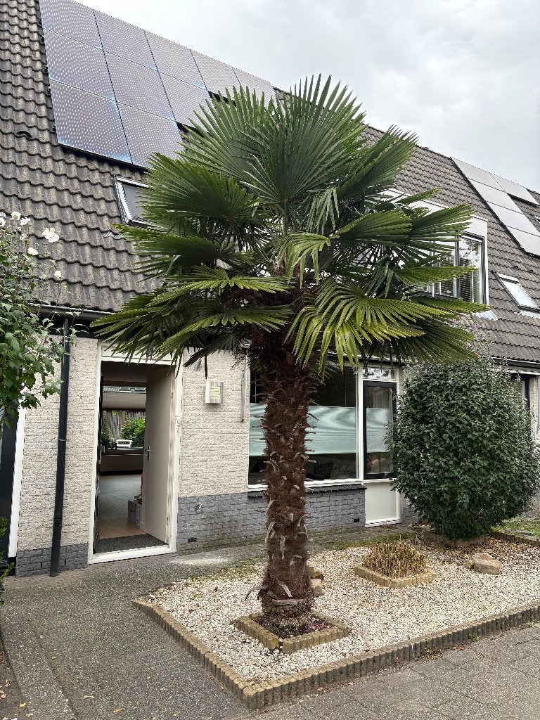 Grote Trachycarpus - 2,5m stamhoogte - zelf uitgraven, Lente, 250 tot 400 cm, Palmboom, Ophalen