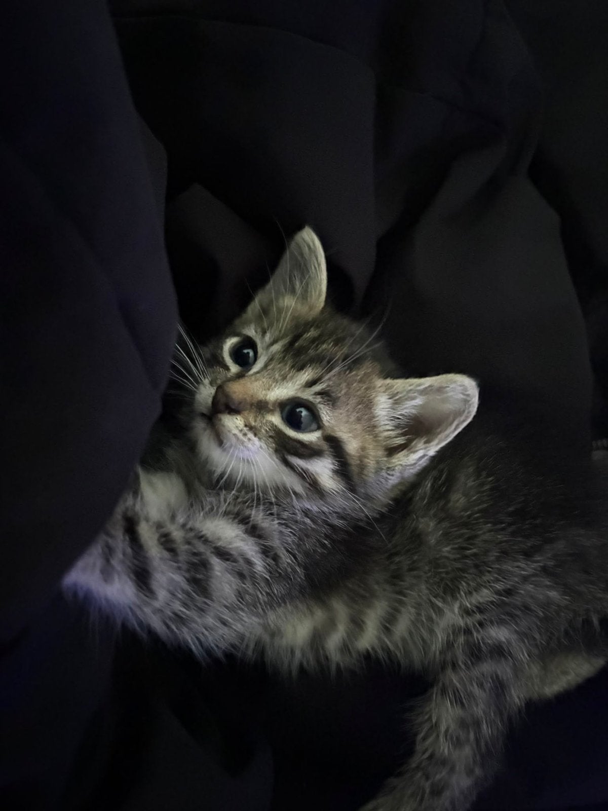 Kittens in Antwerpen, Dieren en Toebehoren, Meerdere dieren