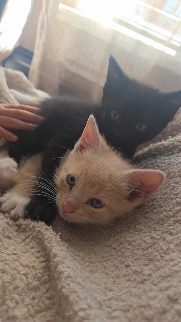 Kittens €200 P.S, Dieren en Toebehoren, Meerdere dieren