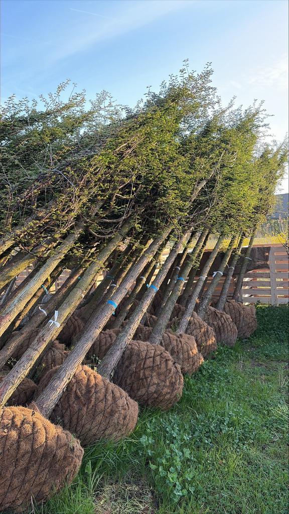 Metasequoia Glyptostroboides 20/25 en 25/30, Tuin en Terras, Planten | Bomen, Ophalen of Verzenden, Volle zon, Overige soorten
