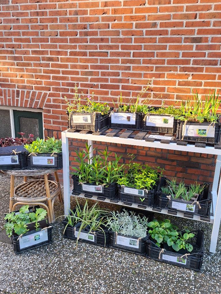Verschillende vaste tuinplantjes, Volle zon, Vaste plant, Zomer, Ophalen
