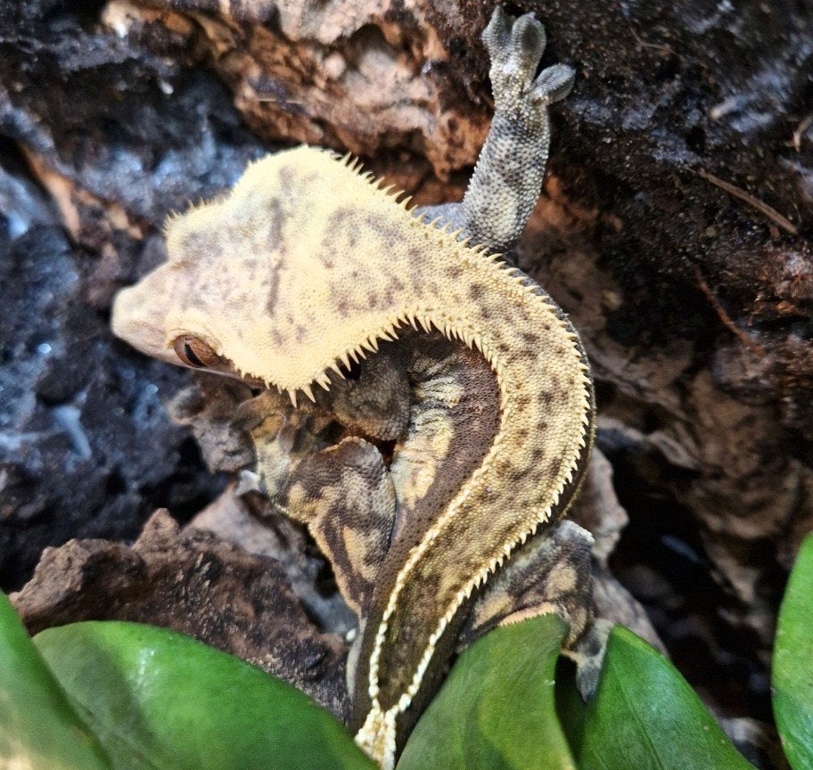wimpergekko man 1.0 Crested Gecko - male for sale from millim