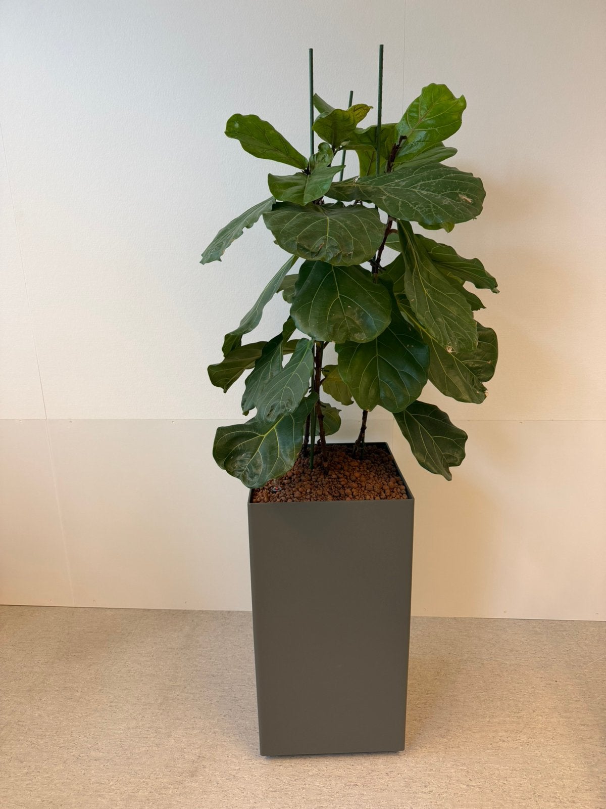 Vioolbladplant (Ficus lyrata) design plantenbak hydrocultuur, Ophalen, Vaste plant, Overige soorten, Volle zon