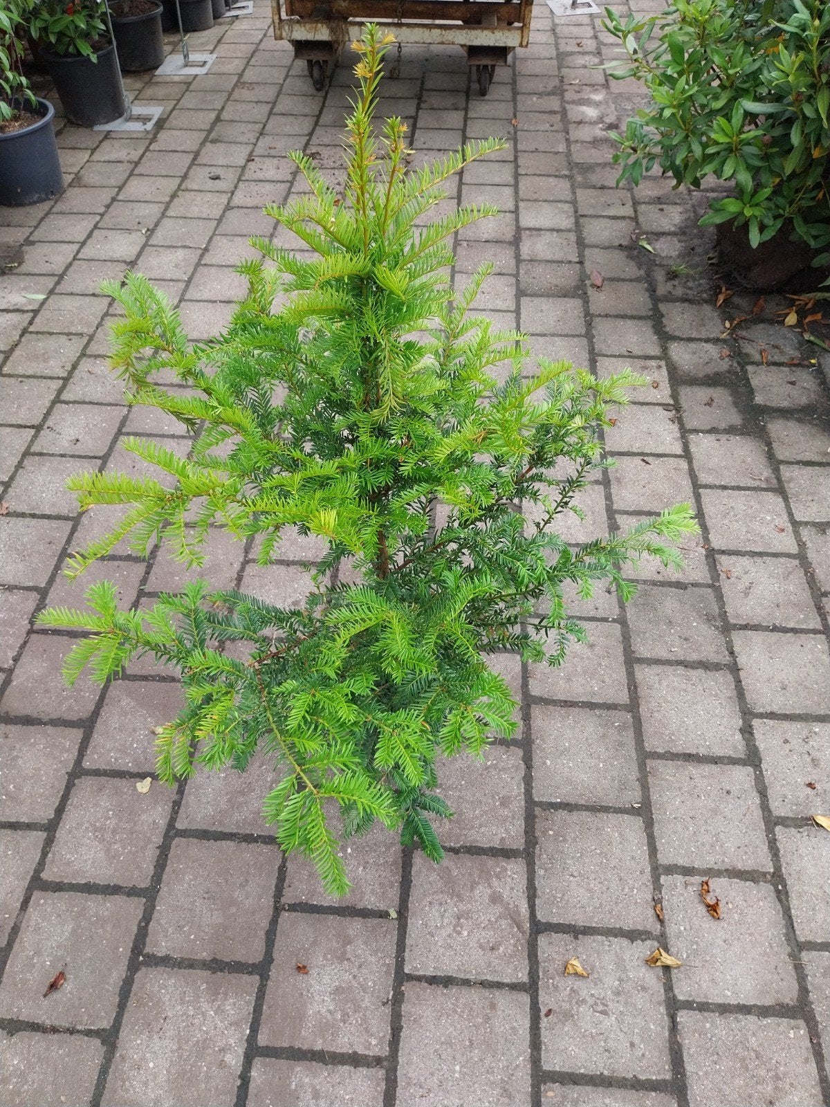 Taxus Baccata - Venijnboom 80cm, Vaste plant, Bloeit niet, Halfschaduw, Ophalen
