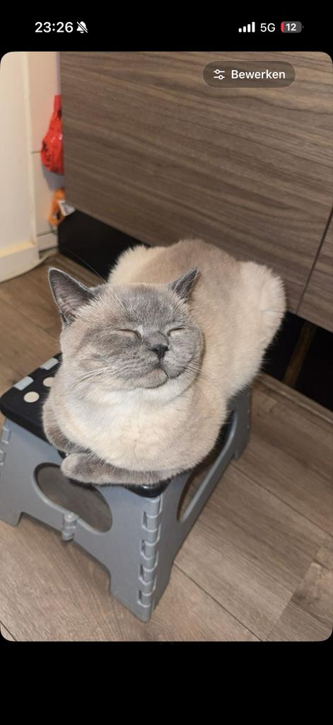Britse kort haar blue point, Kater, Gechipt