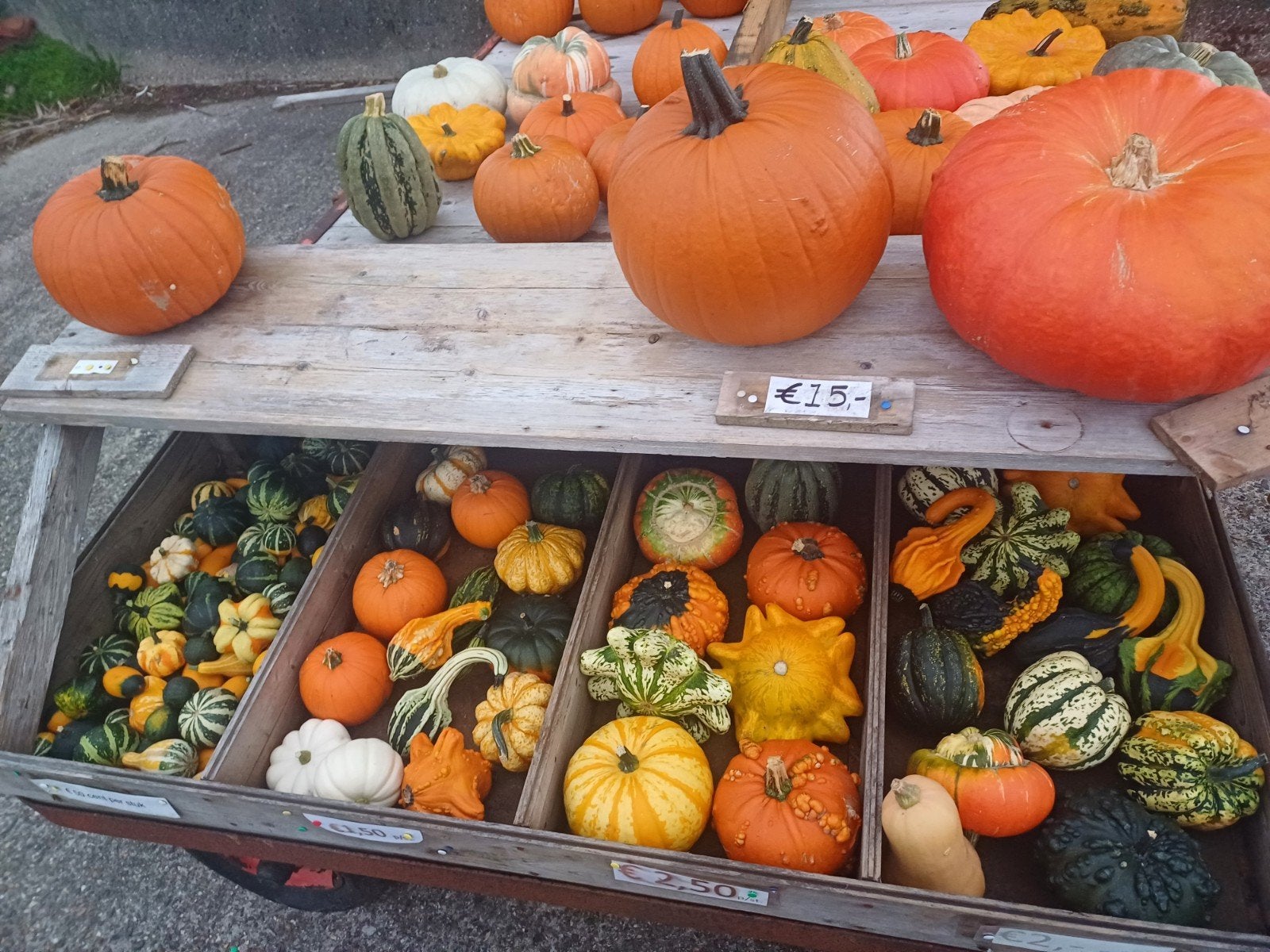 pompoenen en kalebassen te koop, Ophalen, Nieuw
