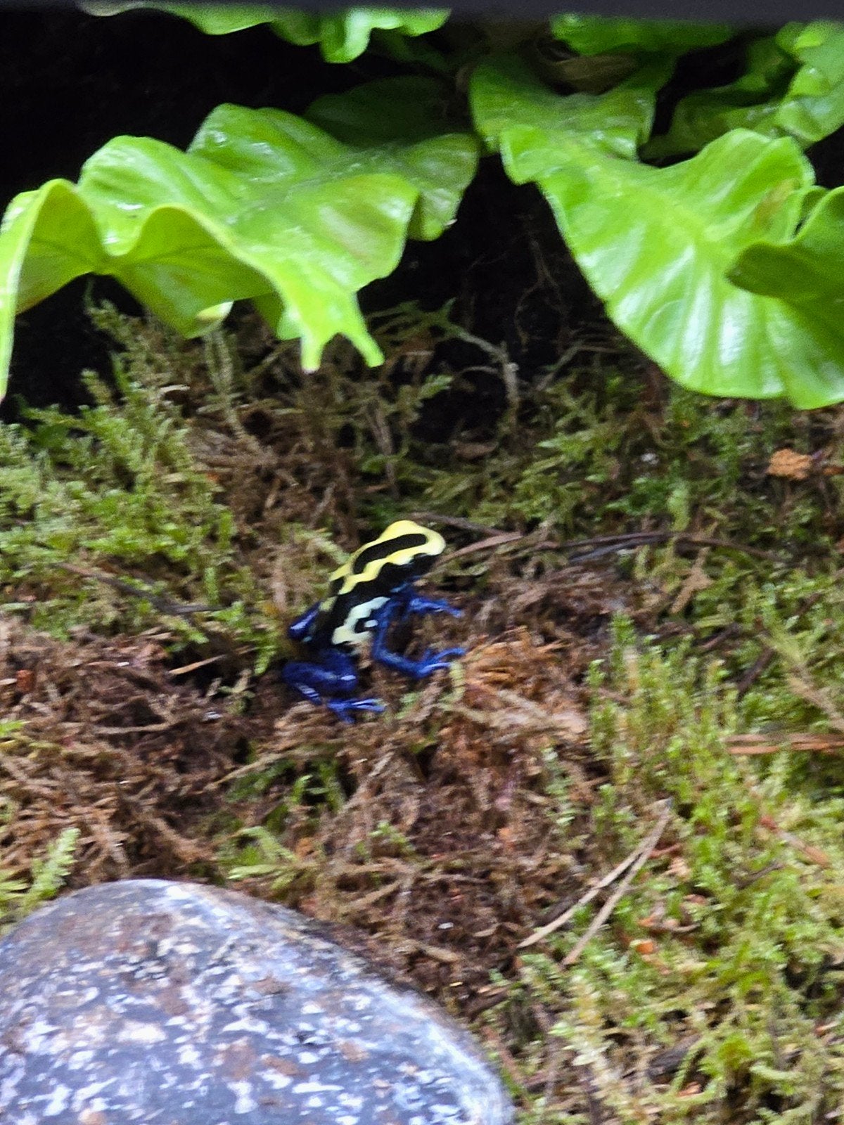 Prachtige pijlgifkikkers (Dendrobates tinctorius) Frog photo 2