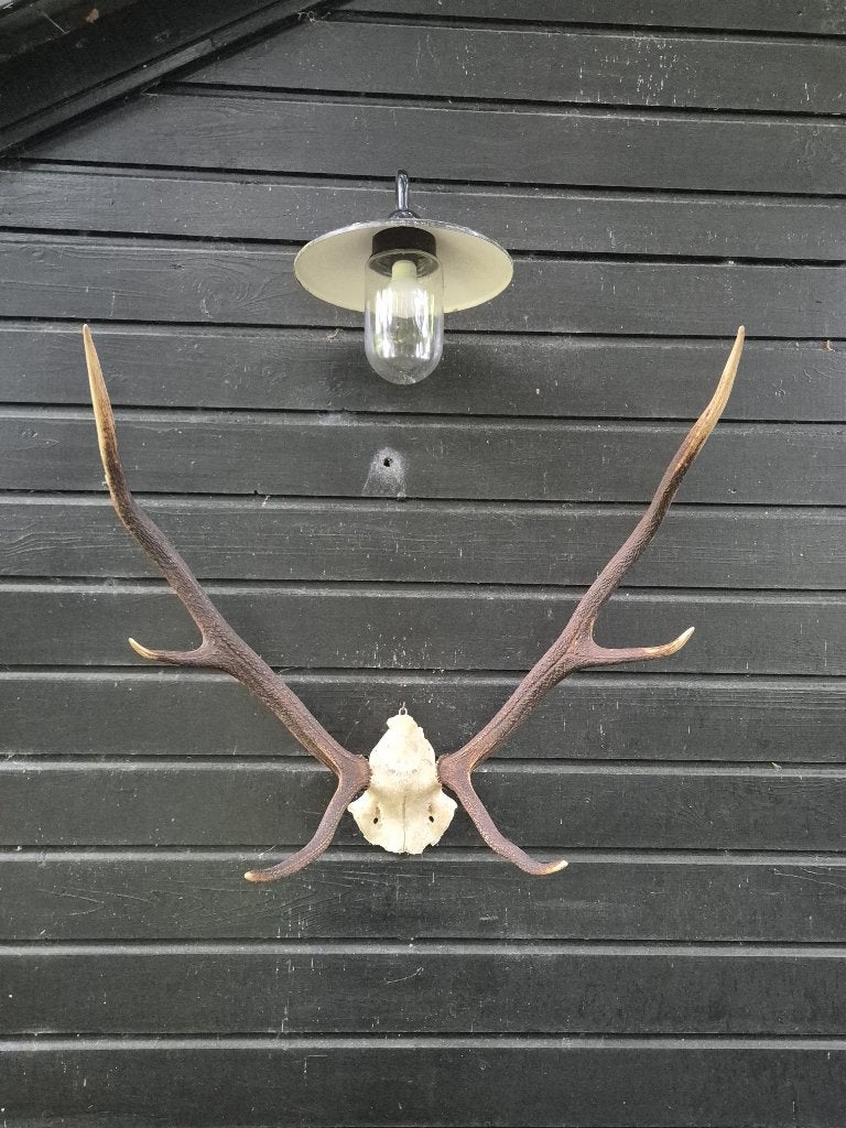 Groot gewei met kleine schedelkap, Ophalen, Gebruikt, Hert, Gewei of Kop