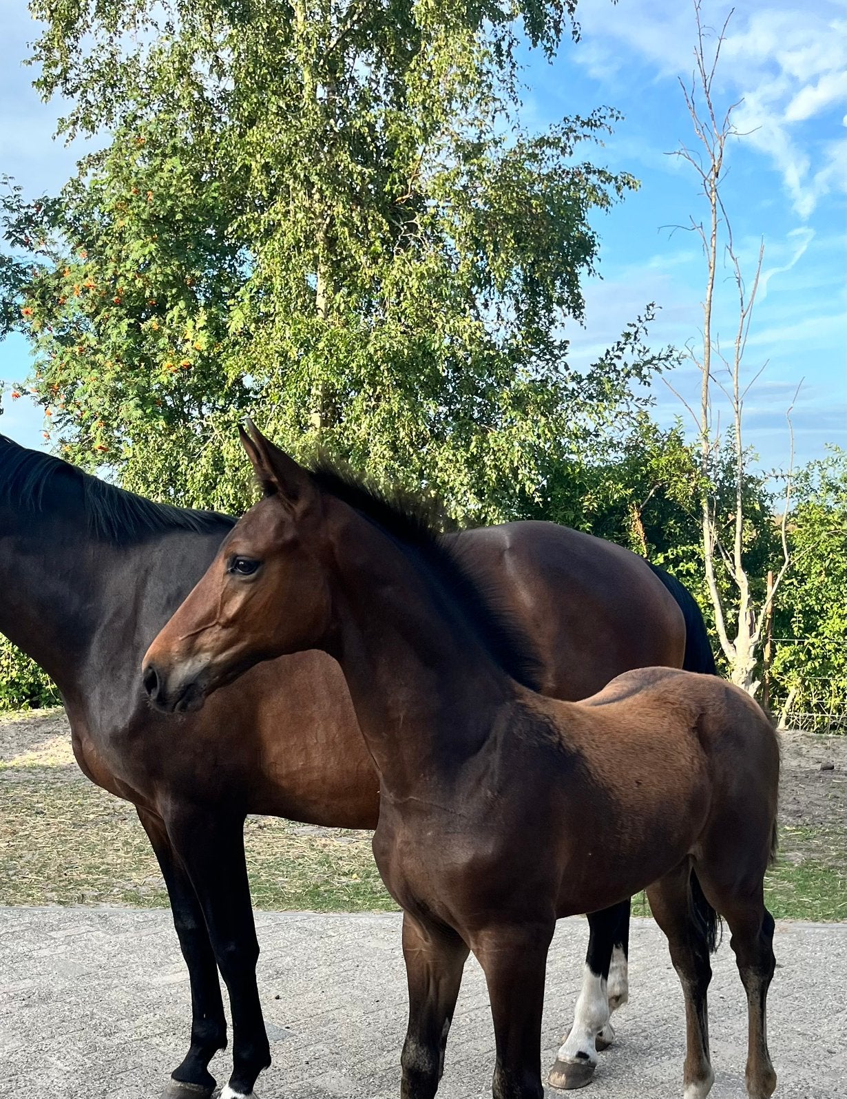 Stoer hengstveulen van Tiger van’t Ruytershof, Hengst, 170 tot 175 cm, Springpaard, 0 tot 2 jaar