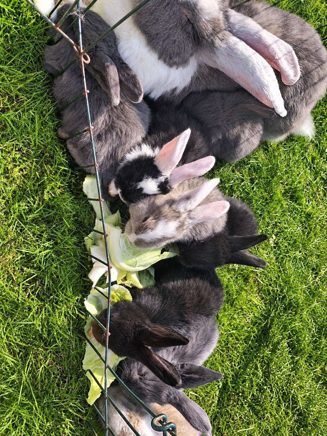 jonge Duitse Reuzen te koop, Dieren en Toebehoren, Meerdere dieren, Groot