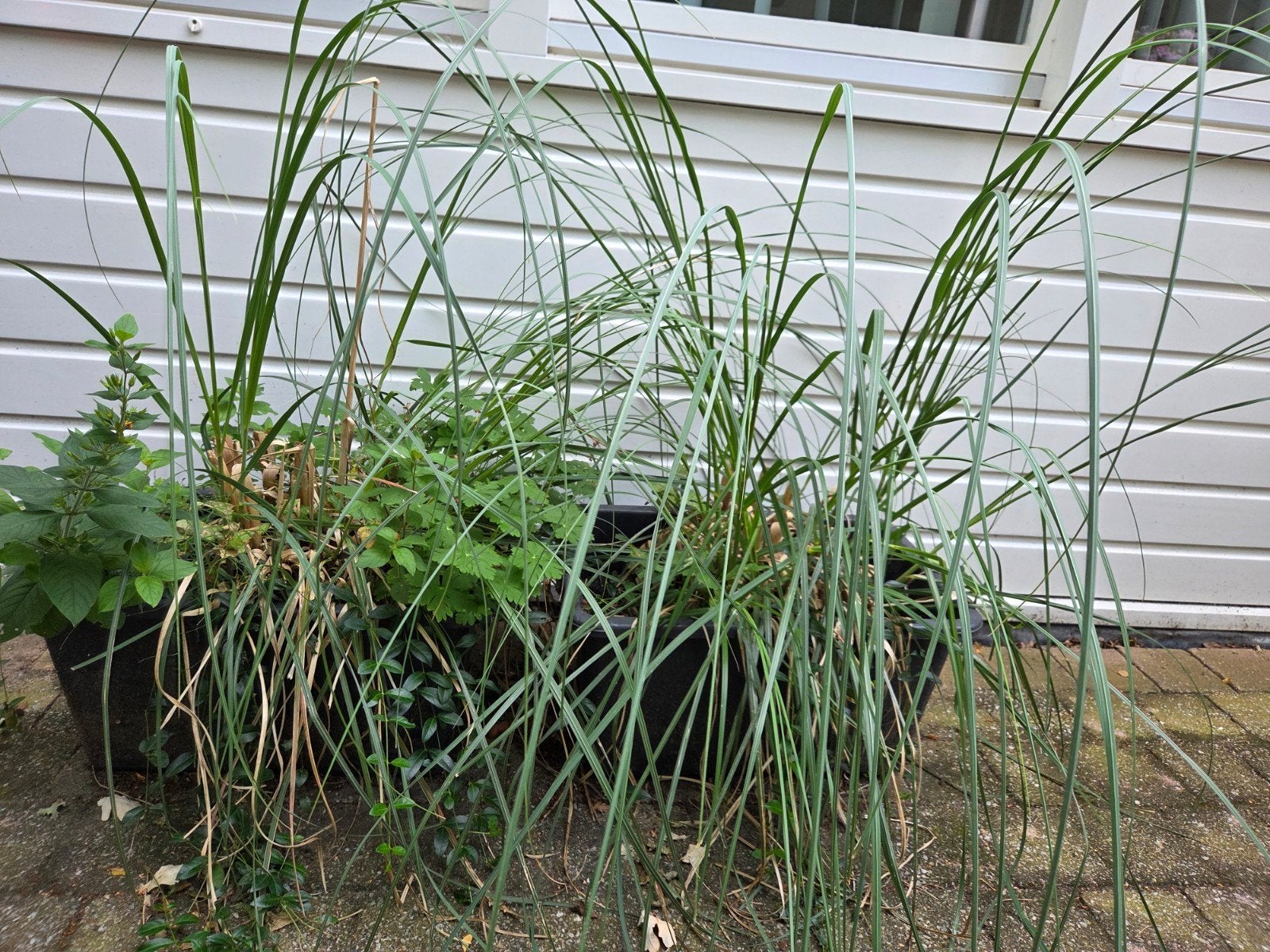 Grote plantenbakken met pampusgras, Tuin en Terras, Ophalen, Kunststof, Gebruikt, 100 cm of meer