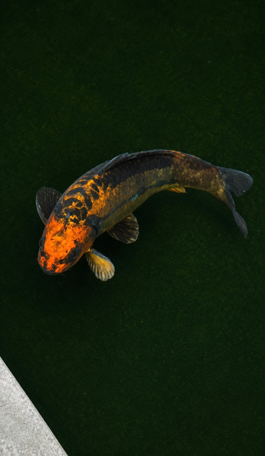 Koi Utsuri 70 cm, Dieren en Toebehoren, Karper of Koi