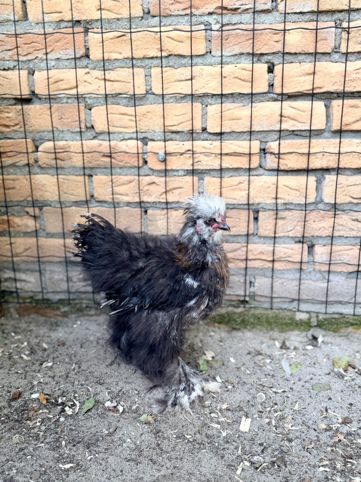 Tamme mottled zijdehoen haantje, Mannelijk, Kip