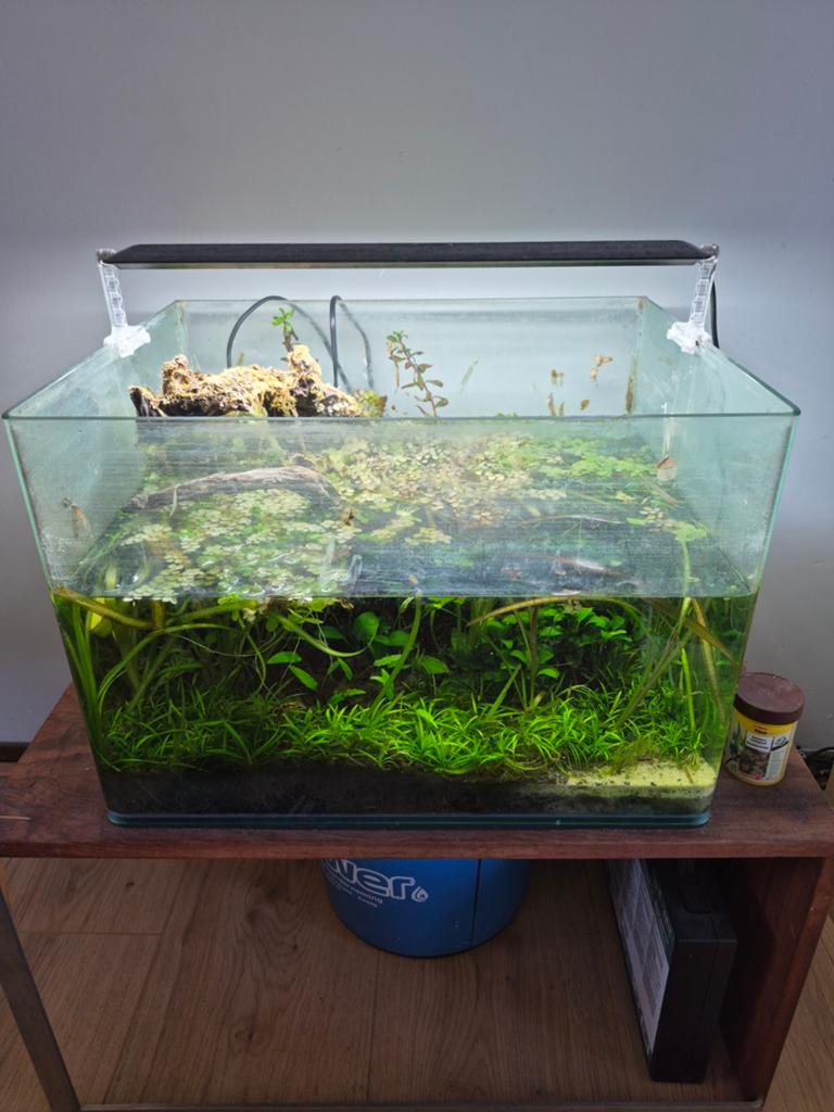 Dennerle 70 liter aquarium met chihiros c series lamp, Ophalen